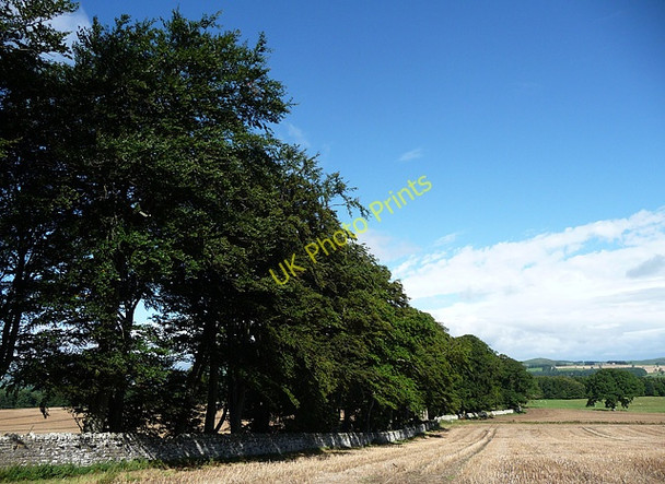 Photo 6"x4" Beeches near Callaly (1) Callaly c2010