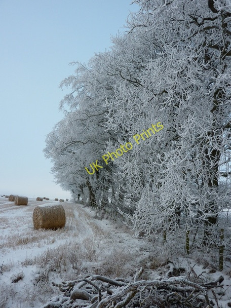 Photo 6"x4" Windbreak near Balaldie Lower Pitkerrie c2010