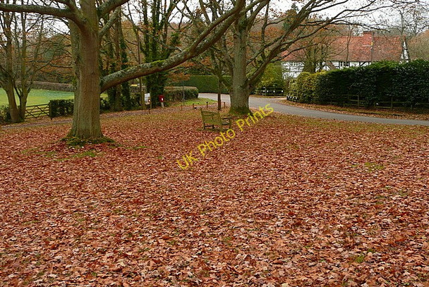 Photo 6"x4" Autumn at Midgham Green Midgham Green c2010