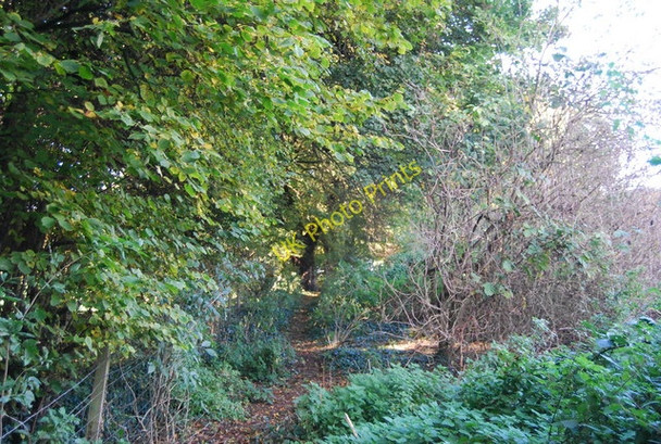 Photo 6"x4" Narrow, partly overgrown bridleway Chesley c2010
