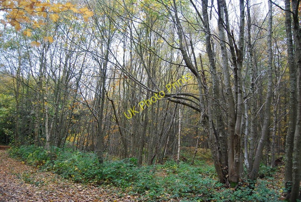 Photo 6"x4" Coppiced trees, Powdermills Wood Battle\/TQ7416 c2010