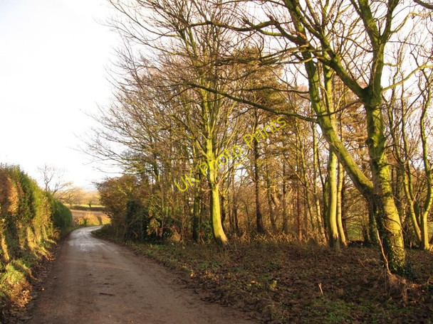 Photo 6"x4" Afternoon trees Caernarfon c2010
