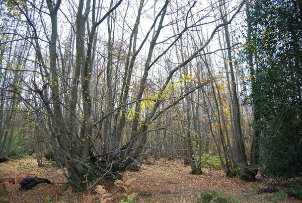 Photo 6"x4" Coppicing, Eight Acre Wood Catsfield Stream c2010