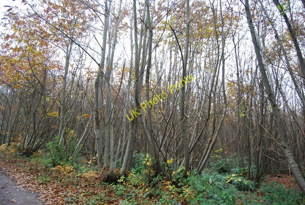 Photo 6"x4" Coppicing in Eight Acre Wood Catsfield Stream c2010