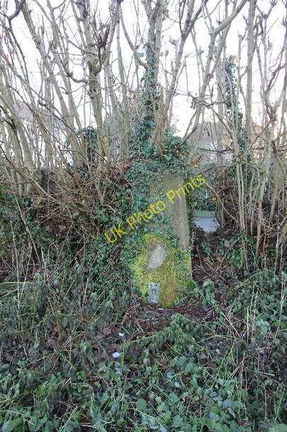 Photo 6"x4" Covered in Moss and Ivy Nuffield c2010