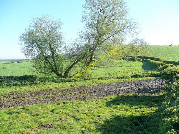 Photo 6"x4" Willows in the spring sunshine Kirton\/SK6969 c2010