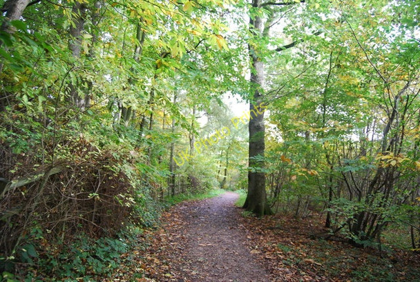 Photo 6"x4" Sussex Border Path, Bewl Woods Cousley Wood c2010