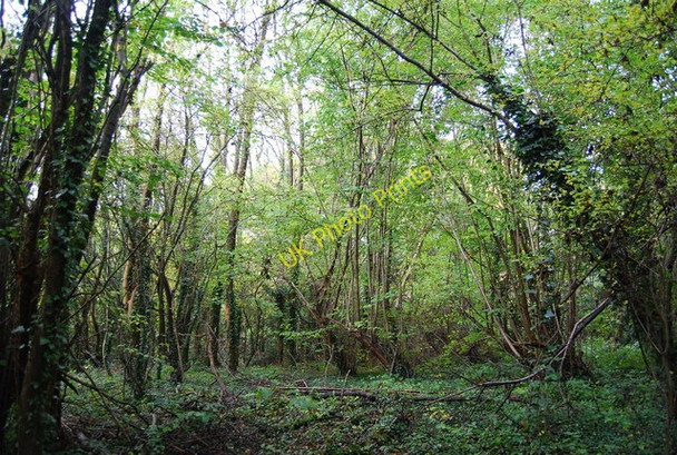 Photo 6"x4" Greenhill Wood Otford c2010