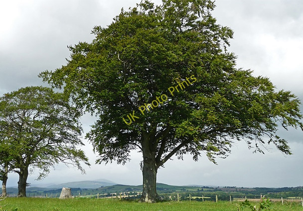 Photo 6"x4" Beeches near Bolton Bolton\/NU1013 c2010