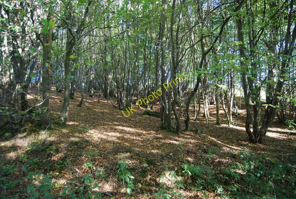 Photo 6"x4" Woodland by the Sussex Border Path Sandhurst Cross c2010 P1