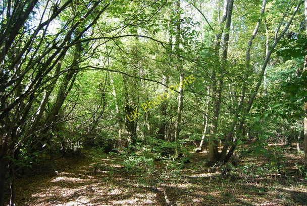 Photo 6"x4" Woodland by the Sussex Border Path Sandhurst Cross c2010 P2
