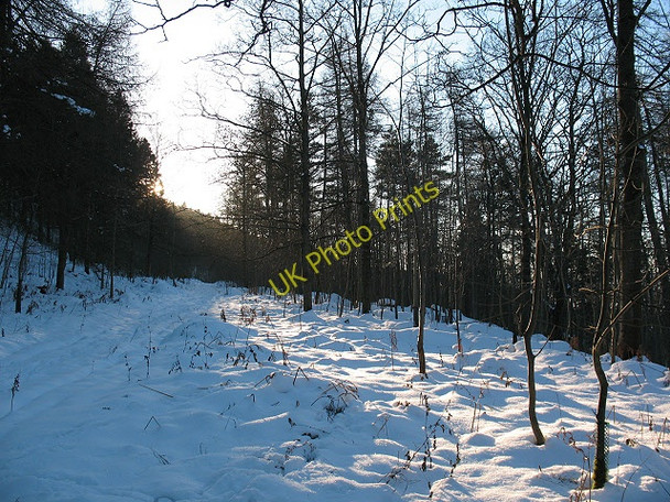 Photo 6"x4" Sunlight in Crookacre Wood (1) Kettlewell c2010