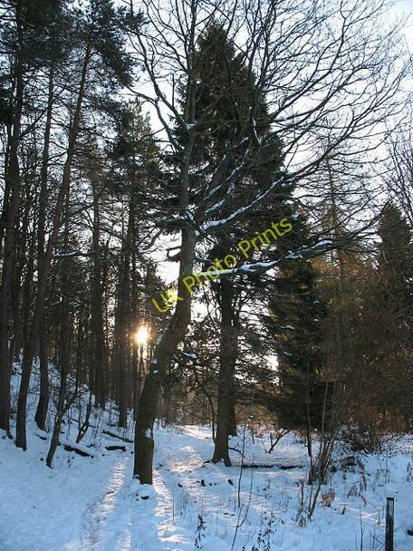 Photo 6"x4" Sunlight in Crookacre Wood (2) Kettlewell c2010