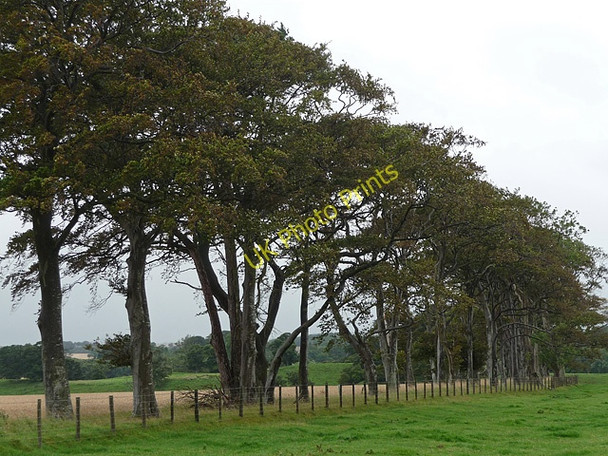 Photo 6"x4" Boundary Plantation near Preston Chathill\/NU1826 c2010