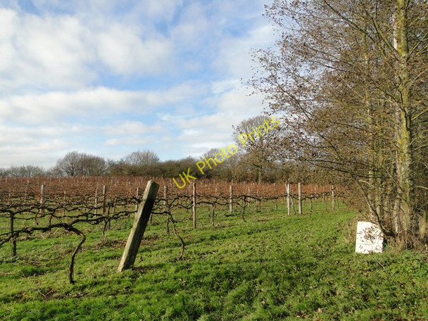Photo 6"x4" Vineyard at Valley Farm, Wissett Chediston Green c2010