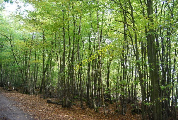 Photo 6"x4" Great Hook Wood Lower Cousley Wood c2010