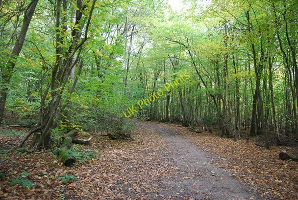 Photo 6"x4" Sussex Border Path, Great Hook Wood Lower Cousley Wood c2010