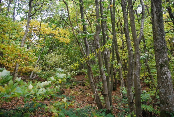 Photo 6"x4" In Great Hook Wood Lower Cousley Wood c2010