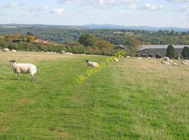 Photo 6"x4" Eastern edge of Westhope Common Upper Hill\/SO4753 c2010