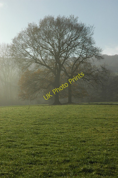 Photo 6"x4" Trees in the mist Elmley Castle c2010