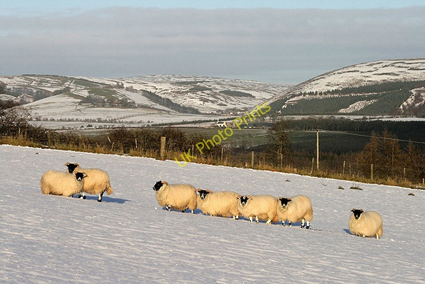 Photo 6"x4" Sheep at Standing Side, Lauder Lauder c2010
