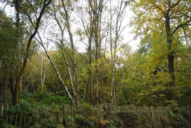 Photo 6"x4" Chingley Wood Three Leg Cross c2010