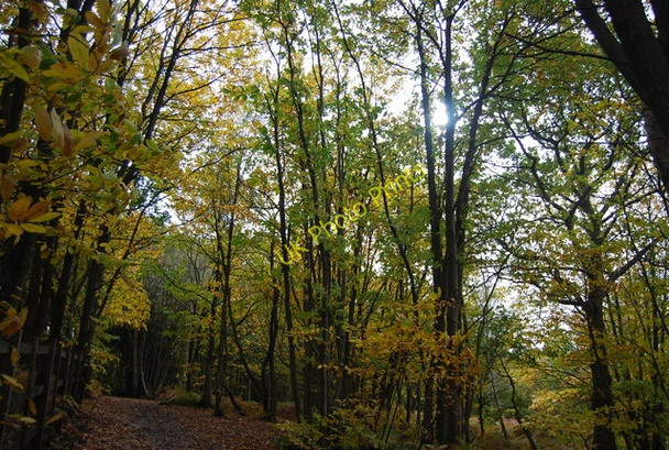 Photo 6"x4" Autumn colours, Chingley Wood Three Leg Cross c2010