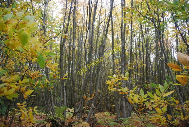 Photo 6"x4" Coppicing, Chingley Wood Three Leg Cross c2010