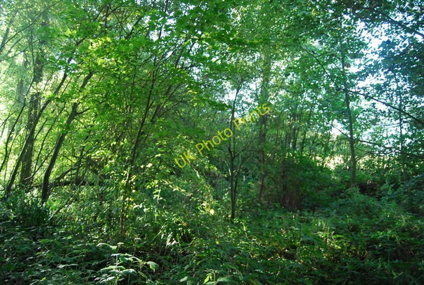 Photo 6"x4" Dense vegetation, Spital Wood Northiam c2010