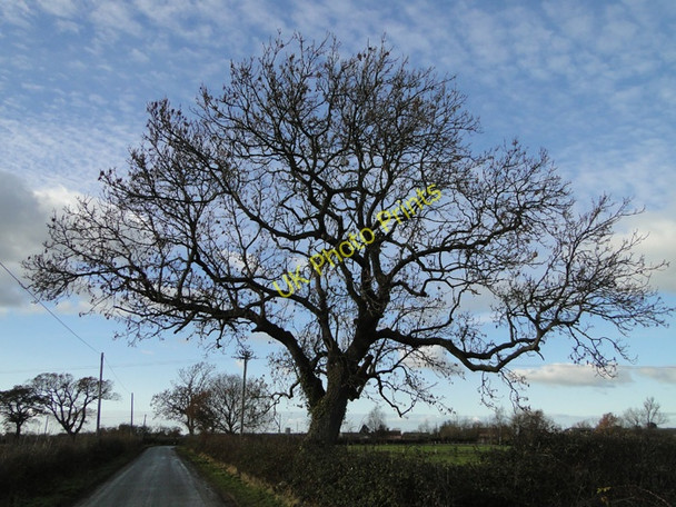 Photo 6"x4" Oak tree against a bright sky at Sibton Hemp Green c2010