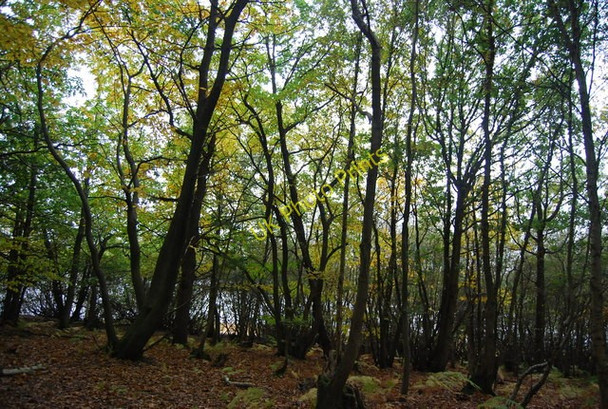 Photo 6"x4" Chingley Wood Three Leg Cross c2010