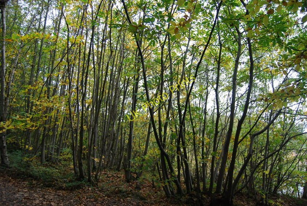 Photo 6"x4" Coppicing, Chingley Wood Three Leg Cross c2010