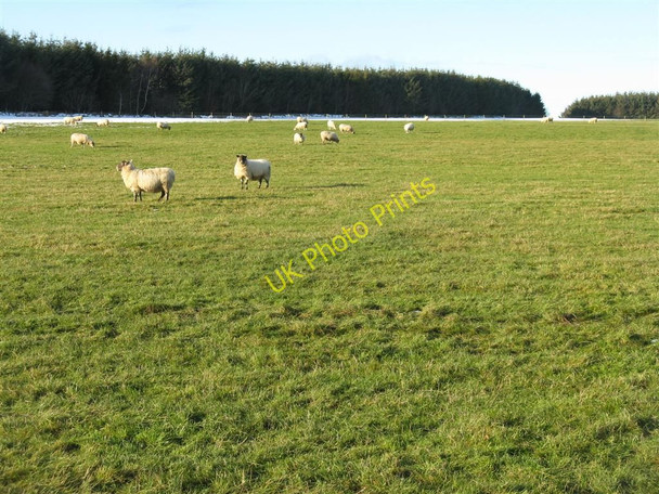 Photo 6"x4" Sheep near Tynehead Blackcastle\/NT4159 c2010