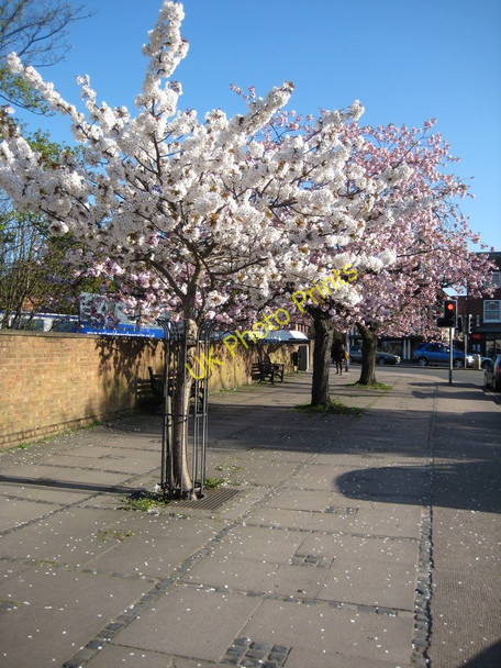 Photo 6"x4" Cherry trees at Sidbury Worcester c2010