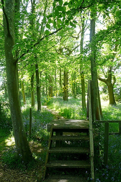 Photo 6"x4" Osborne estate, track through the woods Dallimores c2010