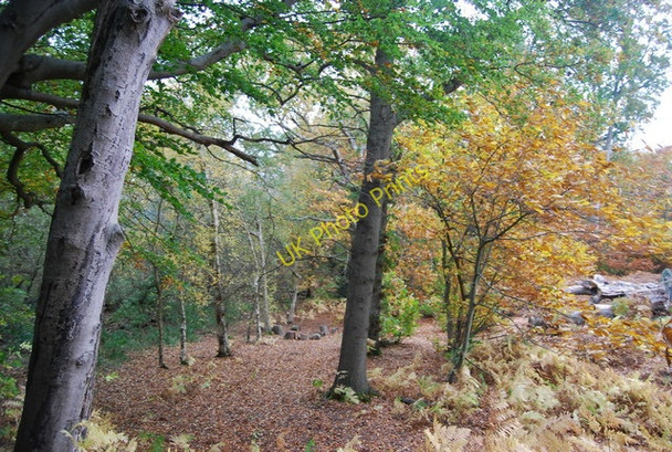 Photo 6"x4" Wartling Wood Wartling c2010