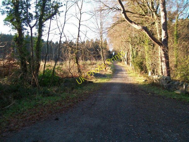 Photo 6"x4" Continuation westwards of Castle Walk from the junction with Lake Walk Castlewellan c2010