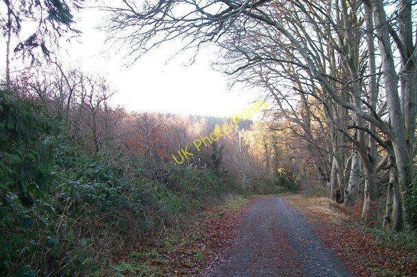 Photo 6"x4" Approaching Castle Lake along Castle Walk Castlewellan c2010