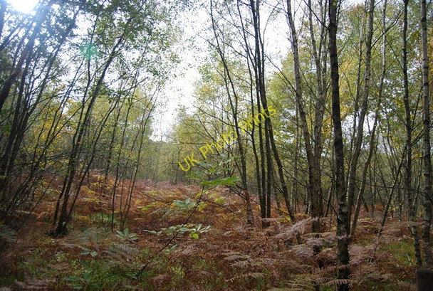 Photo 6"x4" Bracken, Ketley Wood Union Street c2010