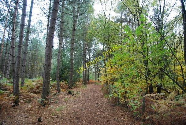Photo 6"x4" Sussex Border Path, Ketley Wood Union Street c2010