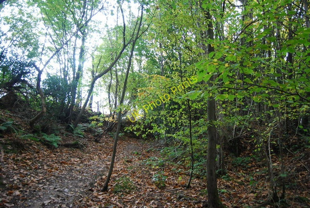 Photo 6"x4" Sussex Border Path, birchen Wood Berner's Hill c2010