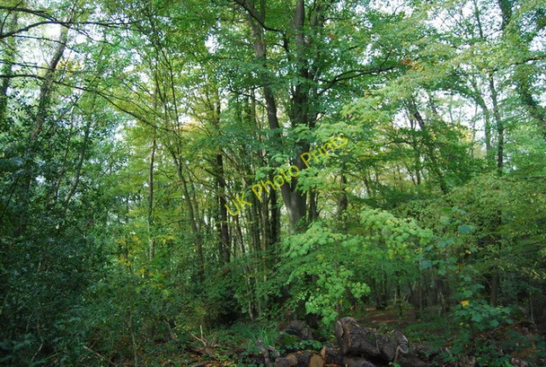 Photo 6"x4" Roughfield Wood Berner's Hill c2010