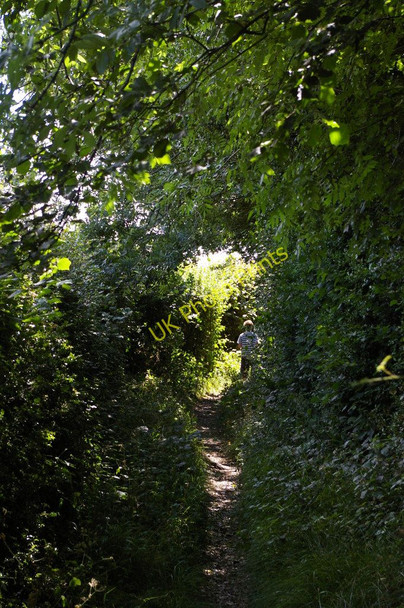 Photo 6"x4" Bogey Lane in high summer Orpington c2010