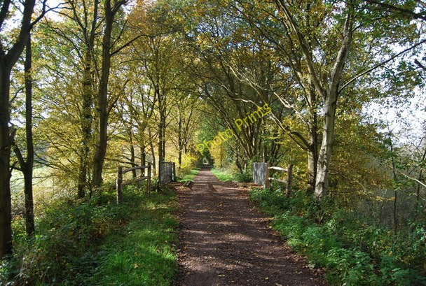 Photo 6"x4" Bridge on the Forest Way Gallypot Street c2010