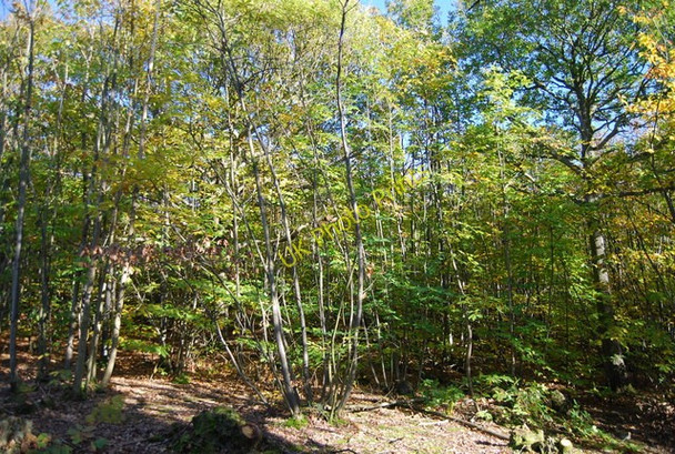 Photo 6"x4" Burnt Wood Flackley Ash c2010