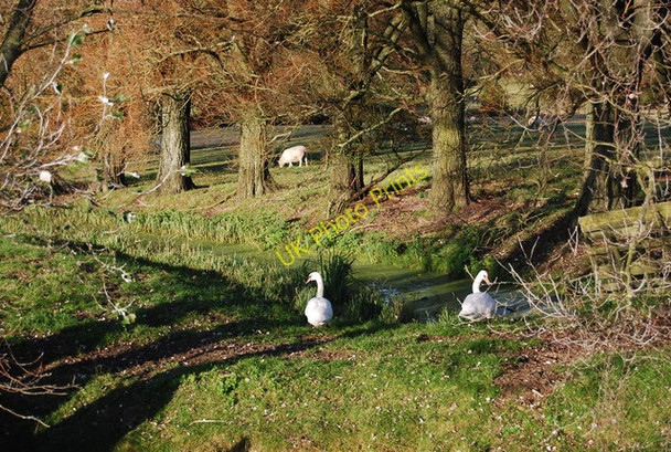 Photo 6"x4" Swans by a drainage ditch in the Tillingham Valley Rye c2010