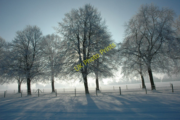 Photo 6"x4" Avenue of trees Earl's Croome c2010
