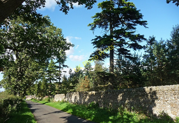 Photo 6"x4" Drive near Kiln Pit Hill Healey Hall c2010