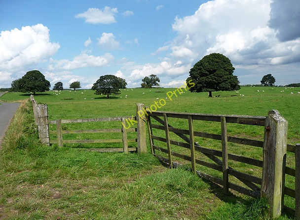 Photo 6"x4" Parkland near Meldon High Angerton c2010