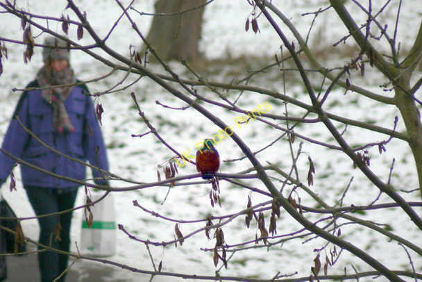 Photo 6"x4" Kingfisher at Newnham Mill Cambridge\/TL4658 c2010